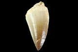 Bargain Mosasaur (Prognathodon) Tooth #74993-1